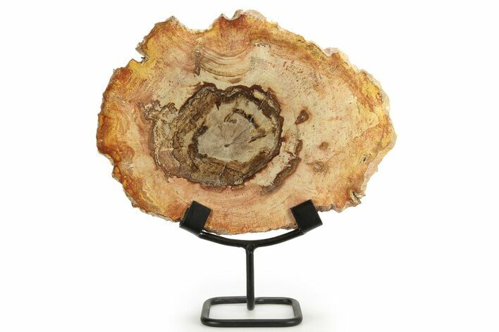 Petrified Wood (Tropical Hardwood) Round with Stand - Indonesia #266089